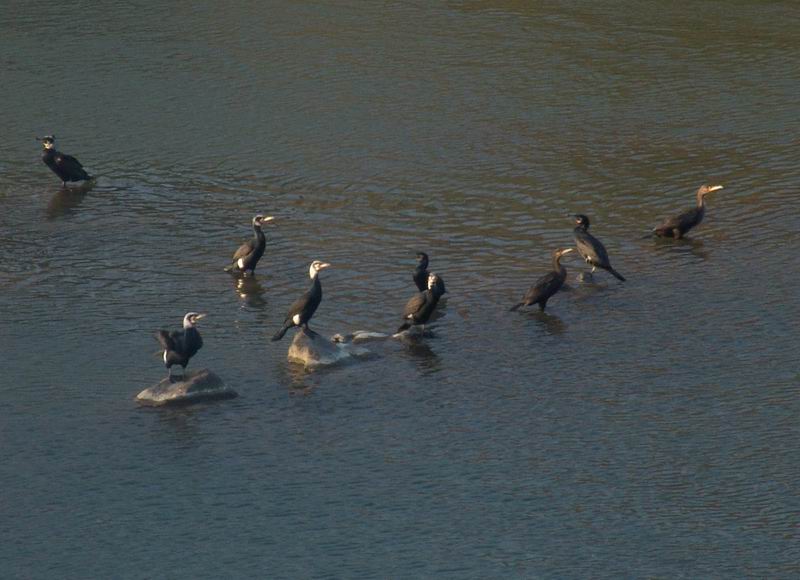 Phalacrocorax  carbo - Cormorano